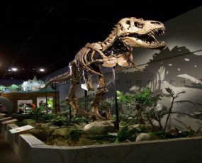 暴龙化石 恐龙骨架