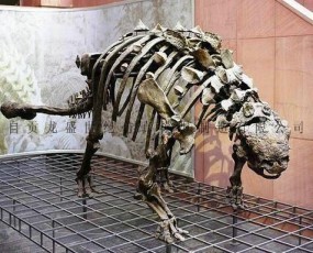 甲龙化石骨架  侏罗纪恐龙