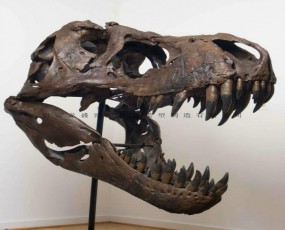 恐龙头骨 恐龙化石