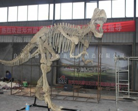 恐龙化石骨架 出租出售 恐龙化石骨架展览 