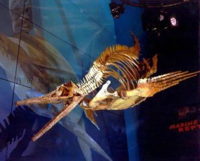 翼龙骨架 恐龙化石